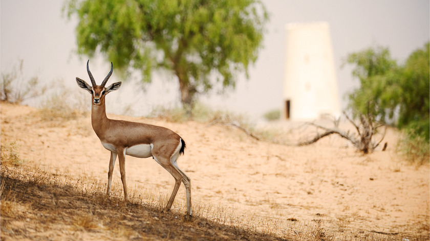 Al Wadi Desert